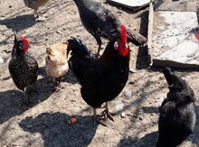 Mayalı kənd toyuğu yumurtaları