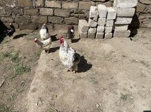 Brama xoruzu