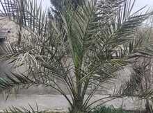Palma ağacı