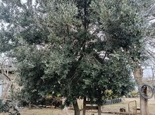 Zeytun ağacı 