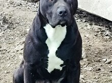 Pitbul