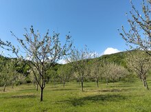 4.5 sot torpaq sahəsi, İsmayıllı r.
