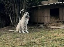 Kanqal