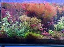 Akvarium bitkiləri