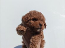 Toy Pudel