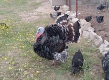 Hinduşka yumurtası