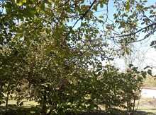 Bağ evi kirayə verilir, İsmayıllı r.