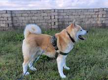 Akita-inu (cütləşdirmək üçün)