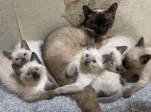 Siam pişiyi balaları