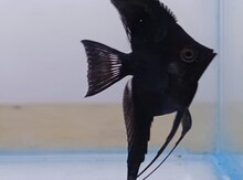 Skalyar yakobin