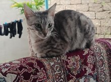 Pişik etibarlı əllərə verilir 
