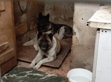 Akita-inu