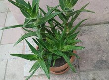 Aloe