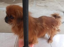 Pekines