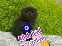 Şotland pişiyi balası