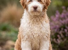 Labradoodle