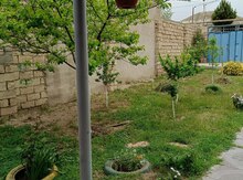 4 sot torpaq sahəsi, Hökməli qəs.