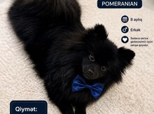 Pomeran şpits balası