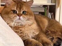 Golden Chinchilla British Shorthair