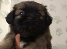 Pekines