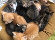 Котята 