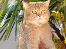 Qızılı şinşilla pişiyi (cütləşdirmək üçün)