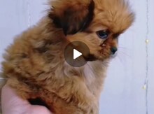 Pekines balası 