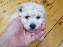 Pudel 