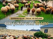 Qoyunlar
