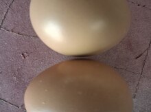Qırqovul mayalı yumurtası