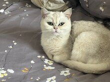Avropa pişiyi 
