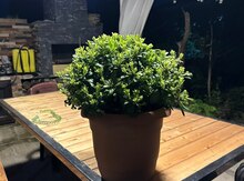 Pittosporum