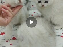 Şinşilla pişiyi balaları