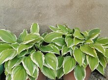 Hosta bitkisi