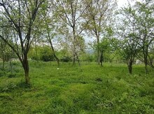 8 sot torpaq sahəsi, Qəbələ r.