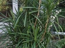 Dracaena