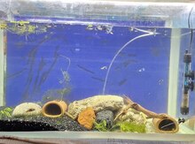 Akvarium və balıqları