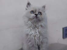 Pers pişiyi