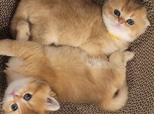 Qızılı şinşilla pişiyi balaları
