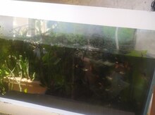 Akvarium və balıqlar