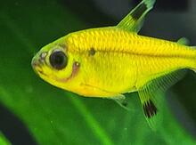 Tetra Sarı Pristella balıqları