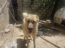Kanqal