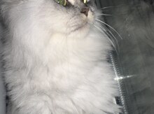 Pişik