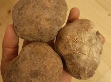 Dombalan (trufel)