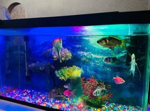 Akvarium və balıqlar
