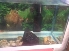Akvarium və balıqlar