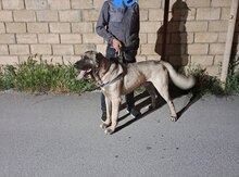 Kanqal