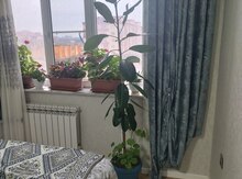 Fokus gülü