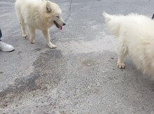 Samoyed