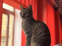 Pişik etibarlı əllərə verilir